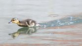 Duckling Running... Duckling Running...
