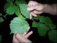 Hazel: eat the nuts, eat the leaves. Job done.