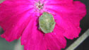shield bug