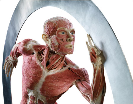 Man in BODY WORLDS 4 exhibition