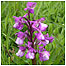 Orchid c/o West Kent Downs Countryside Trust.
