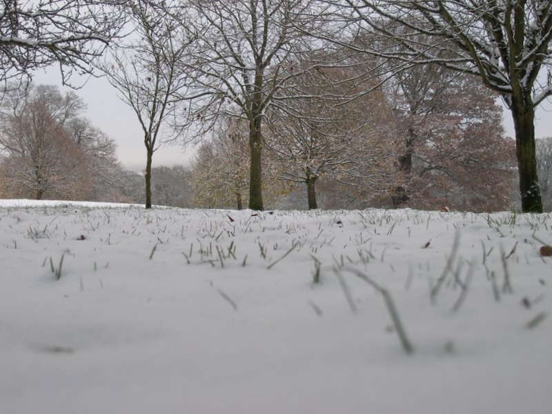 A low view