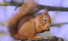 Red Squirrel