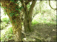 Ancient hedgrow in Walcot Wood