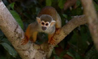 Squirrel monkey