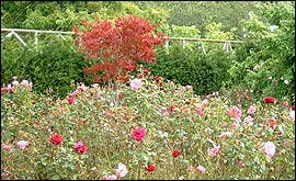 The sensory garden at Buckfast Abbey