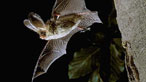 Pipistrelle bat: the Bat Conservation Trust