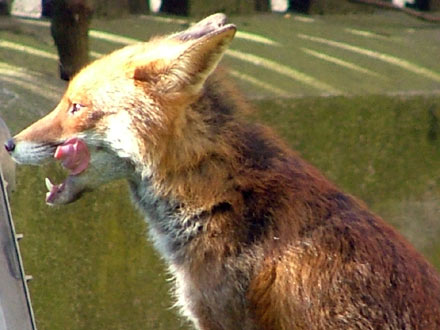 Fox