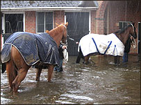 Horses in flood water