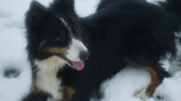Indie the sheepdog... Indie the sheepdog...