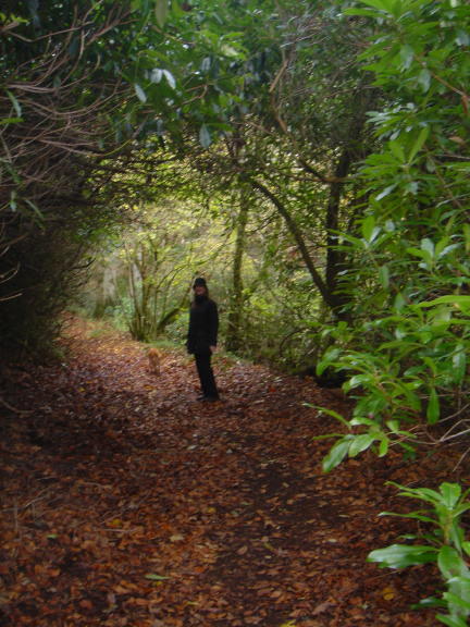 Wendy path