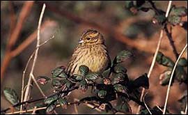 Cirl bunting 