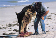 Model andrewsarchus head