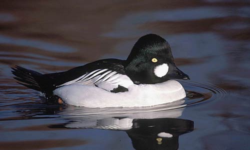goldeneye_jillpakenham.jpg