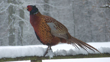 A pheasant stays out of the snow in the hills above Carno Powys by Griff Evans.