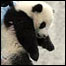 Filhote de panda
