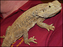 Bearded dragon