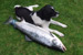 Small dog, big fish?