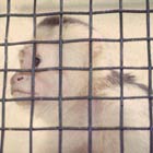 Monkey in a cage