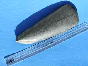 Porcellanite axe head. Foot ruler for scale