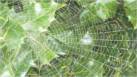 Spiders web c/o Annabelle Tipper