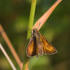 Lulworth Skipper