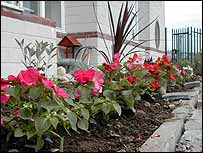 Colourful flowers and a cordyline in one of the raised beds