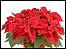 Poinsettia