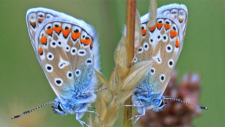 Common blues by Dr Murray on Flickr