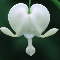 Dicentra spectabilis 'Alba'