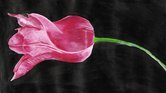 Pink Tulip