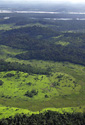 Guyana rainforest