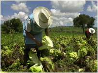 plantação de algodão
