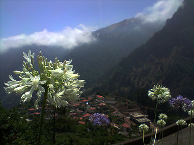 Madeira valley flowers