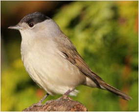 Male black cap. Picture from BTO and Nick Stacey