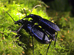 Blue Ground Beetle