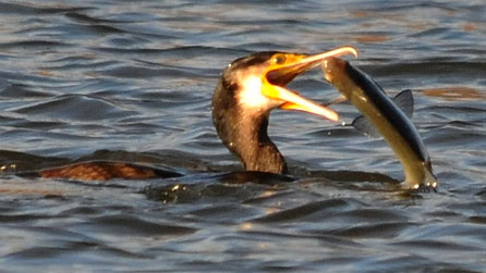 cormorant_tony_llewellyn.jpg