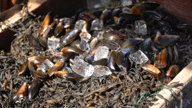 Some of Robin's wares (mussels on a plate)