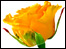 A yellow rose