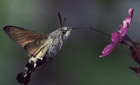 Hummingbird hawkmoth feeding on flower nectar, Germany © Hans Christoph Kappel