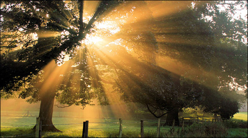 Autumnal sunlight dapples the early morning mist at Wraxall, North Somerset (Photo: Justin Myers)