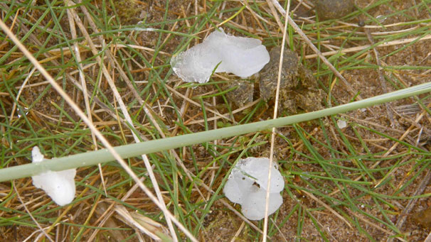 some jelly mould in the grass