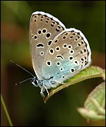 Large blue butterfly (Jim Asher)