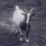 Edgar shot a goat...