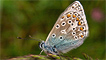 A common blue by Jeff Cohen
