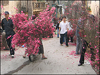 Hoa đào