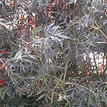 Sambucus nigra 'Black Lace'