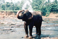 Local Elephants by Chris King