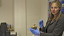 Dr Alice Roberts examines some bones from the Mary Rose
