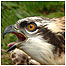 Ancient woods index (Image: Osprey chick c/o Forestyr Commission)
